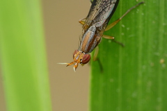 Limnia conica