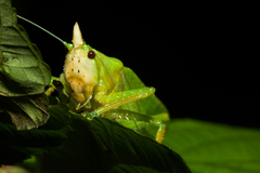 Copiphora cultricornis