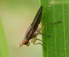 Limnia conica