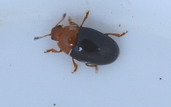 Triplax rufipes