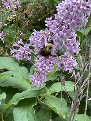 Bombus bimaculatus