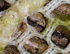 Neoplea striola