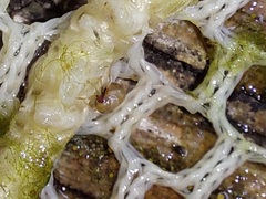 Neoplea striola