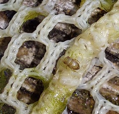 Neoplea striola