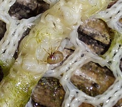 Neoplea striola