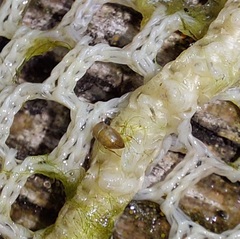 Neoplea striola