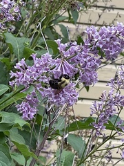 Bombus bimaculatus