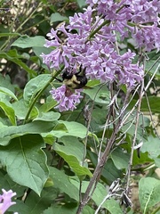 Bombus bimaculatus