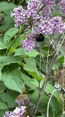 Bombus bimaculatus