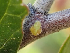 Calophya triozomima