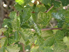 Calophya triozomima