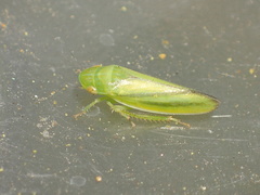 Gyponana elongata