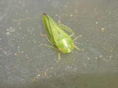 Gyponana elongata