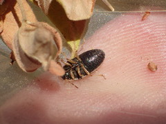 Neottiglossa tumidifrons