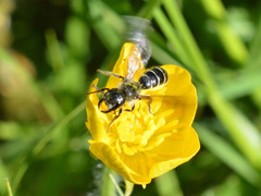 Chelostoma florisomne