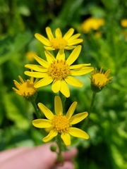 Packera pseudaurea