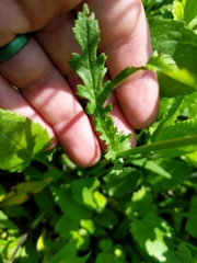 Packera pseudaurea