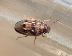 Neottiglossa tumidifrons