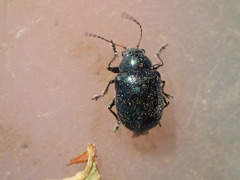 Colaspidea smaragdula