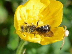 Chelostoma florisomne