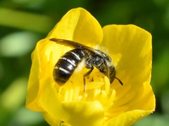 Chelostoma florisomne