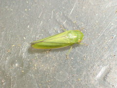 Gyponana elongata