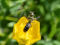 Chelostoma florisomne