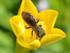 Chelostoma florisomne