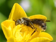 Chelostoma florisomne