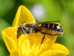 Chelostoma florisomne