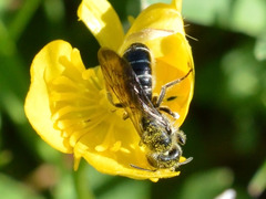 Chelostoma florisomne