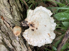 Bresadolia craterella