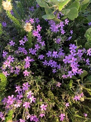 Jamesbrittenia microphylla