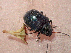 Colaspidea smaragdula