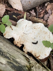 Bresadolia craterella