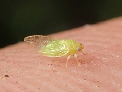 Calophya triozomima