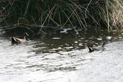 Gallinula tenebrosa tenebrosa
