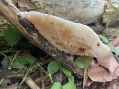 Bresadolia craterella