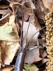 Anisomorpha ferruginea