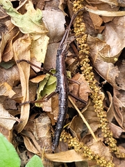 Anisomorpha ferruginea