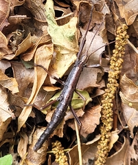 Anisomorpha ferruginea