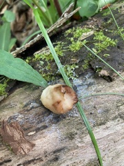 Bresadolia craterella