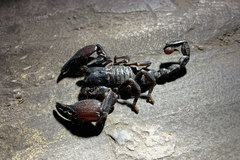 Pandipalpus viatoris