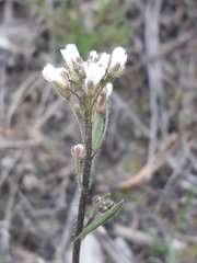 Crucihimalaya bursifolia
