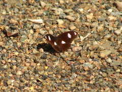 Hypolimnas bolina bolina