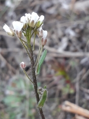 Crucihimalaya bursifolia