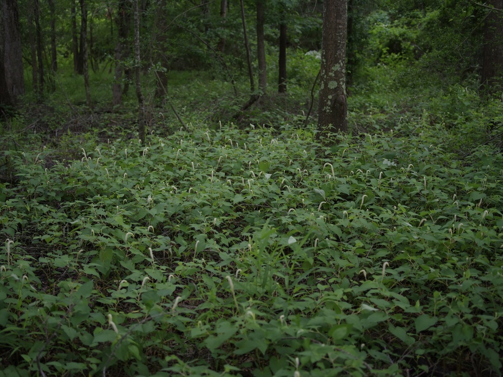 Saururus cernuus, Texas, US