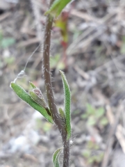 Crucihimalaya bursifolia