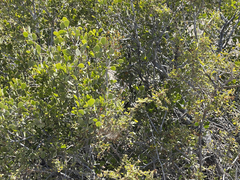 Maytenus phyllanthoides