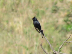 Knipolegus lophotes